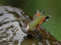Hummer9.jpg