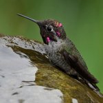 Hummer23.jpg