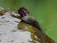 Hummer31.jpg
