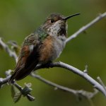 Hummer49.jpg
