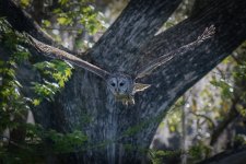 Barred Owl-3.jpg
