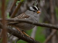 Sparrow2.jpg
