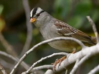 Sparrow5.jpg