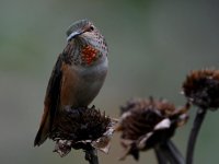 Hummer11.jpg