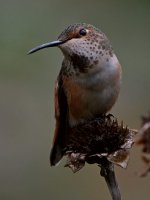 Hummer17.jpg