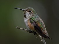 Hummer34.jpg