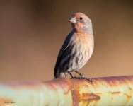 HouseFinch-26.jpg