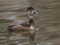 Duck6.jpg