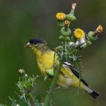 Goldfinch4.jpg