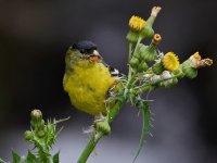 Goldfinch8.jpg