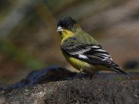 Goldfinch16.jpg