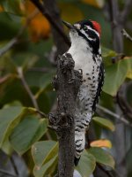 Woodpecker.jpg
