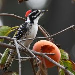 Woodpecker5.jpg