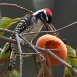 Woodpecker12.jpg