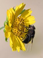 Fly5.jpg