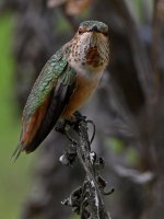 Hummer2.jpg