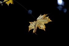 Autumn contrast.jpg