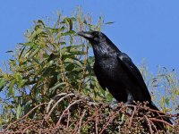 Crow3.jpg