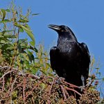 Crow5.jpg