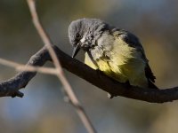 Kingbird4.jpg