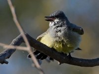 Kingbird5.jpg