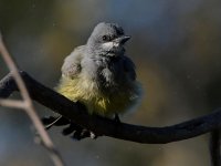 Kingbird8.jpg