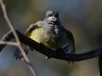 Kingbird11.jpg
