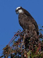 Osprey17.jpg