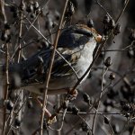 Sparrow2.jpg
