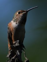 Hummer5.jpg