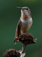 Hummer7.jpg