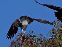Osprey19.jpg