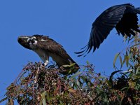 Osprey25.jpg