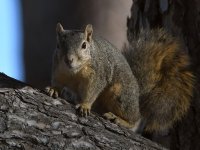 Squirrel.jpg