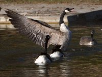 Goose4.jpg