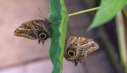 Butterflies & Hall Place-10.jpg