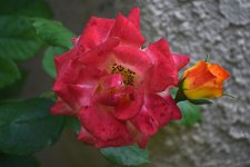 2021-11-12 14.16.37-pp-s.jpg