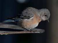 Bluebird11.jpg