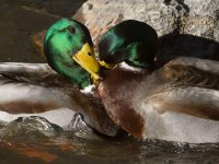 Mallard.jpg