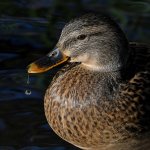 Mallard4.jpg