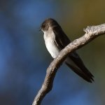 Swallow.jpg