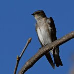 Swallow9.jpg