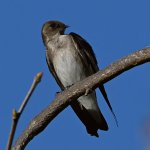 Swallow10.jpg