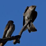 Swallow9.jpg