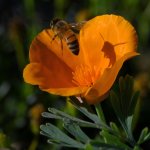 Bee.jpg