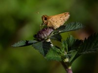 Skipper3.jpg