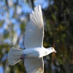 RacingPigeon3.jpg