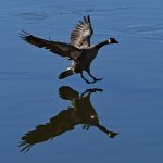 Goose.jpg