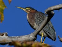 GreenHeron.jpg