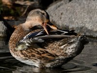 Mallard4.jpg